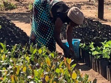Mujer plantando café en Gorongosa