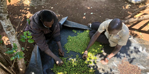 Dos hombres trabajando con granos de café